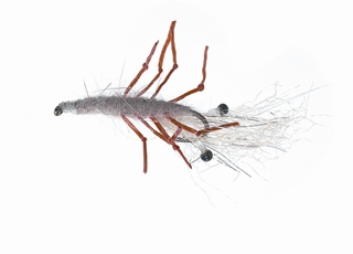 Honey Shrimp Hot Kystflue
